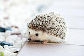 hedgehog-468228_1280