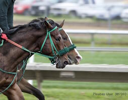 horses-430439_1280