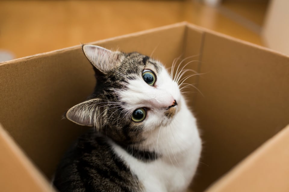Кошки и т д. Кошки в коробках. Коты в коробке. Котик в коробочке. Коробка для кошки.